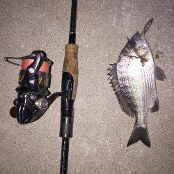 オバケタケノコ現る